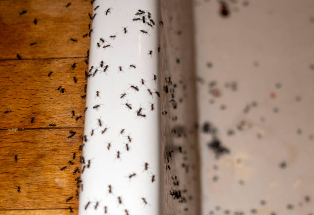 Best Residential Pest Control  in Forest Heights, MD