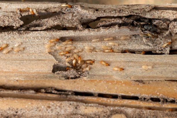 Best Affordable Pest Control Services  in Forest Heights, MD